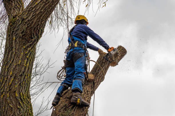 Reliable Fordyce, AR Tree Services Solutions