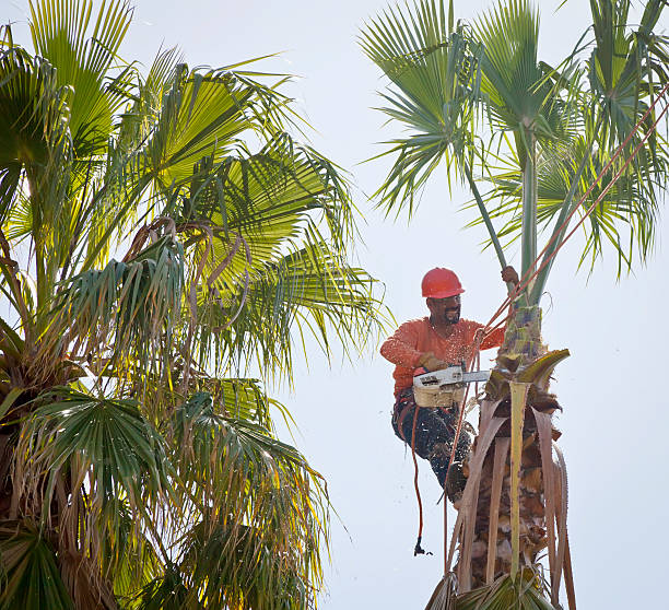 How Our Tree Care Process Works  in  Fordyce, AR